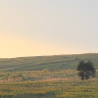 Pennyroyal Plains, Murron