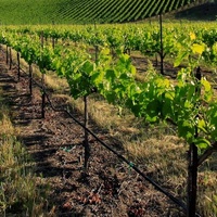 Rockkonzerte in Wente Vineyards, Livermore, CA Wente Vineyards, Livermore, CA
