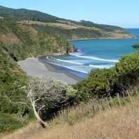 Wainui Reserve Bush Park, Raglan