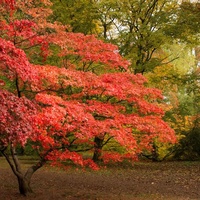 Westonbirt Arboretum, Tetbury